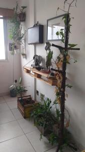 阿雷格里港Apto do Thiago e da Chori的一间有植物架的房间