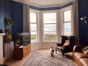 班戈北爱尔兰Loughview的一只狗站在带电视的客厅