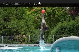 亚眠Casamara 1 T1 avec 2 couchages 10 min CHU的一只海豚在水中跳着红球