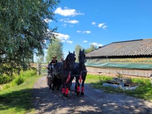 HommertsDe Huifkar, bij Sneek aan elfstedenroute的几匹马把马车拖到土路