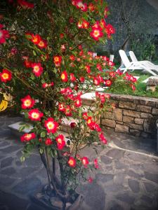 布雷佐内加尔达Villa Torre - Atmosfera Romantica的花园中种满红色花的树