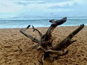 德班Maison H Guest House的海滩上一棵树在沙滩上 ⁇ 立