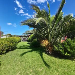 马德普拉塔Increíble casa a 4 cuadras del mar的草坪中间的棕榈树