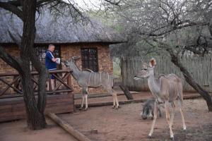 玛洛斯帕克Khumbula iAfrica 1的站在一座建筑前面的两只鹿旁边的人