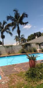 彼得马里茨堡Fabulous guest house的一座棕榈树环绕的游泳池