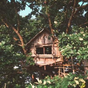 Mizuno Sang's Tree House的树中间的木树屋