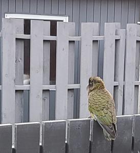 弗朗兹约瑟夫Kea Retreat的鸟坐在围栏上