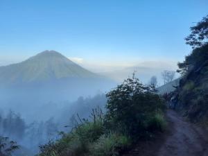 里辛Avrila Ijen Guest House的一条泥土路和树木的阴暗山景