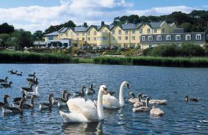 阿克洛Arklow Bay Hotel的一群天鹅和鸭子在水中
