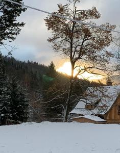 代斯纳Roubenka u potoka Jizerské hory的雪中树,太阳在背后