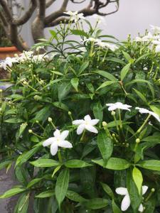 波来古市Homestay 484的植物上一束白色的花
