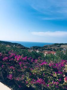 皮斯索里Pissouri Villa Miramar的一片花田,背景是大海