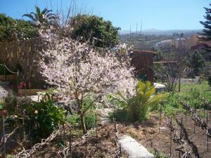 拉奥罗塔瓦察雅度假屋的花园中一棵小树,花白色
