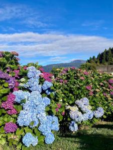 卡夫尔高原Maison a Bourg- Murat proche de la cité du volcan的花园里的一束五颜六色的鲜花
