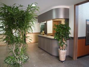 加平特劳姆酒店公寓的大厅,柜台前有两株盆栽植物