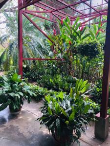利比里亚Hotel Del Aserradero的温室里种着许多植物的花园