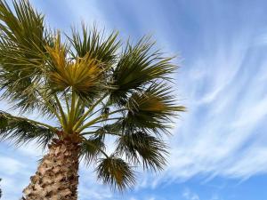 孔佩塔Villa Tres Flores的背景的棕榈树和天空