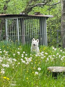 QuintoGenzianella的坐在鲜花盛开的大门上的狗