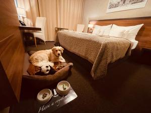 布拉迪斯拉发布拉迪斯拉发高级商务酒店的狗躺在旅馆房间的床边