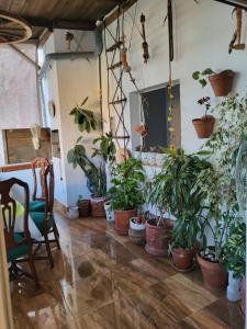 阿瓜杜尔塞Casa Violeta的地板上有一束盆栽植物的房间