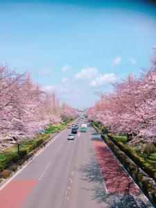 Kokubunji日久の宿的一条有樱桃树和汽车的街道
