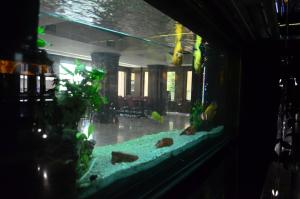 普洛耶什蒂贝斯特酒店的暗室里的鱼缸,有鱼