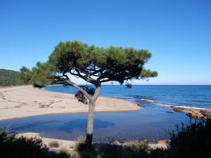 韦基奥圣露西港口Domaine de la Testa的靠近大海的海滩上的松树