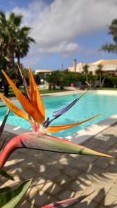 特拉帕尼Borgo Pida的游泳池旁的五彩缤纷的花朵
