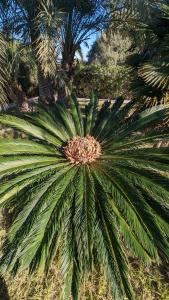 库列拉El Collado的公园里一棵大片绿色棕榈树