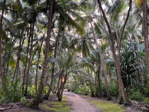KelaaAthiri Inn Kelaa的一条穿过棕榈树林的土路