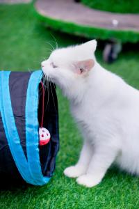 云顶高原iGo Glamz 爱狗露营 Pet Friendly Glamping的一只白猫玩袋子