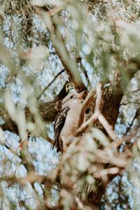 亚林加普雅林古森林度假酒店的鸟儿坐在树上