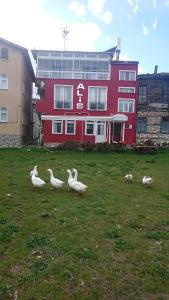 埃利迪尔Ali's Pension的一群鸭子站在红楼前的田野上