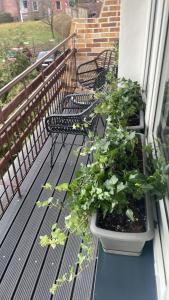 米兹多洛杰Apartament Boho的阳台,上面有两长椅和盆栽植物