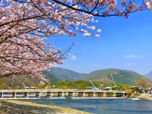 京都Kadensho, Arashiyama Onsen, Kyoto - Kyoritsu Resort的一条河上的桥,上面有粉红色的樱花