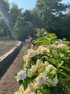 新罗斯Victorian Villa的花园内种有粉红色和白色的花卉和树木