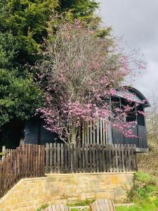 班伯里The Cherry Tree Gypsy Wagon的木栅栏后面一棵树,花粉红色