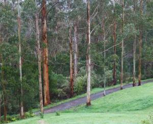 阿波罗湾Tall Trees Eco Retreat - Fern Cottage的森林中间的土路