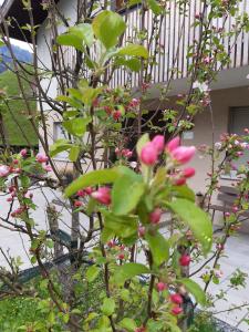 梅劳Ferienhus Klus 415的房子前有粉红色花的树