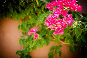 哈隆Caserio del Mirador的盆子里的一束粉红色的花