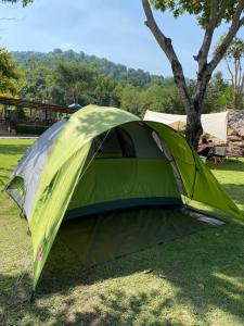 Ban Muang Ton Mamuang三M山区度假酒店的绿帐篷,位于树旁的草丛上