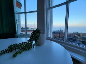 斯卡伯勒SeaView ground floor flat fast WiFi & FREE PARKING的坐在窗前桌子上的植物