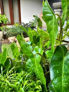 乌鲁瓦图Asri Villas Bingin的一条狗躺在植物中间