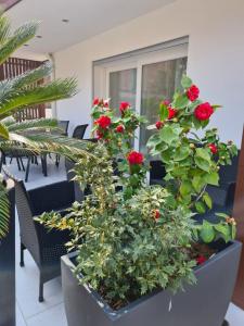 阿科Residence Klima House de Vilos的种满红玫瑰的植物在庭院里