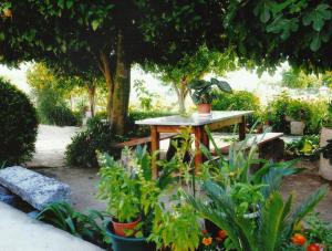 BesteirosCasa Quelhas的花园里的桌子上放着盆栽植物