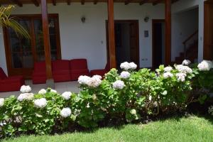 卡哈马卡Casa Pablo的房子前面的一束白色花