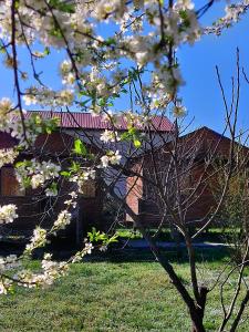 茨卡尔图博sweet village的屋前有白色花的树