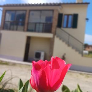 蒙蒂恰诺Casa di zio的一座房子前面的粉红色玫瑰