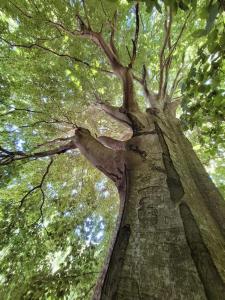 Tente Tipi en pleine forêt平面图