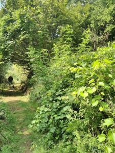 Tente Tipi en pleine forêt平面图